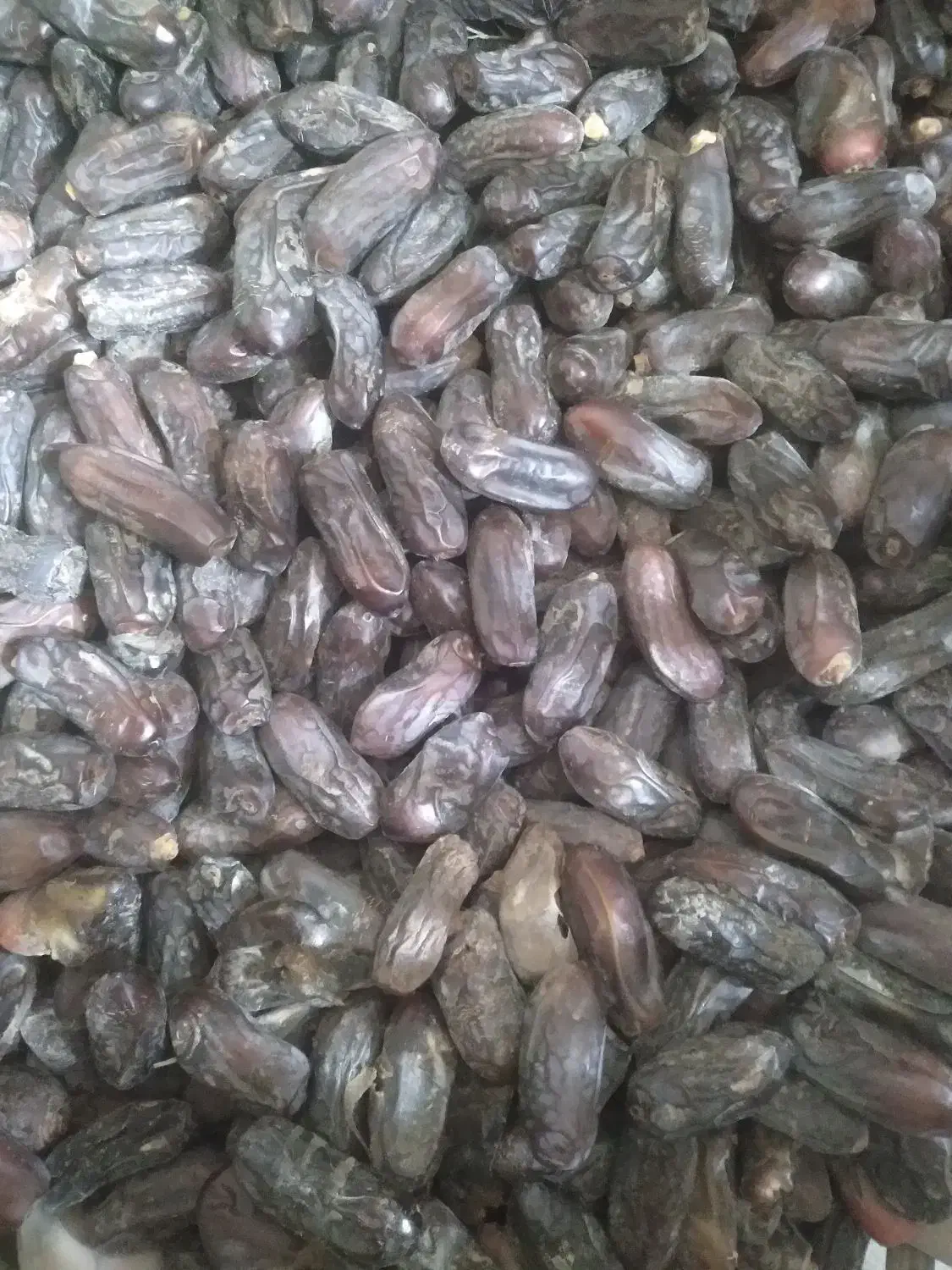 خرما ربی ارگانیک|خوردنی و آشامیدنی|بمپور, |دیوار