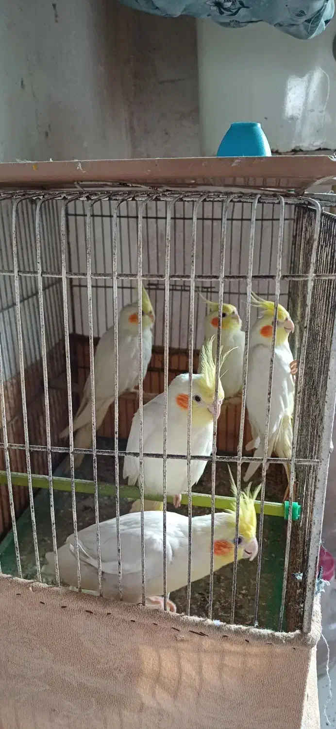 طوطی عروس|پرنده|سنگر, |دیوار