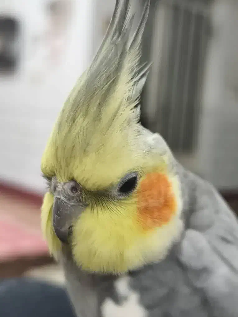 طوطی گمشده|پرنده|بهبهان, |دیوار