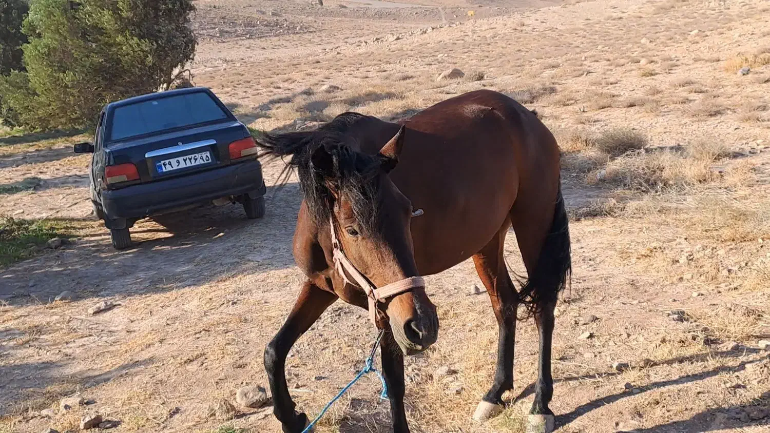 مادیان گمشده|حیوانات|قزوین, |دیوار