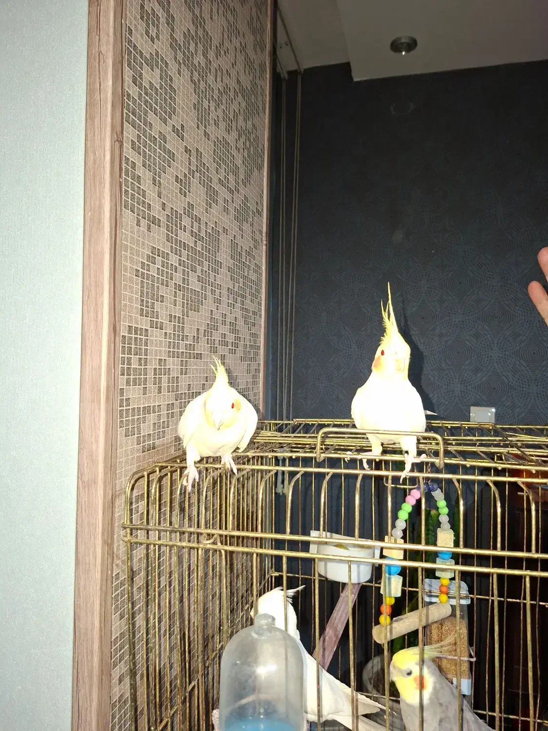 عروس|پرنده|اردبیل, |دیوار