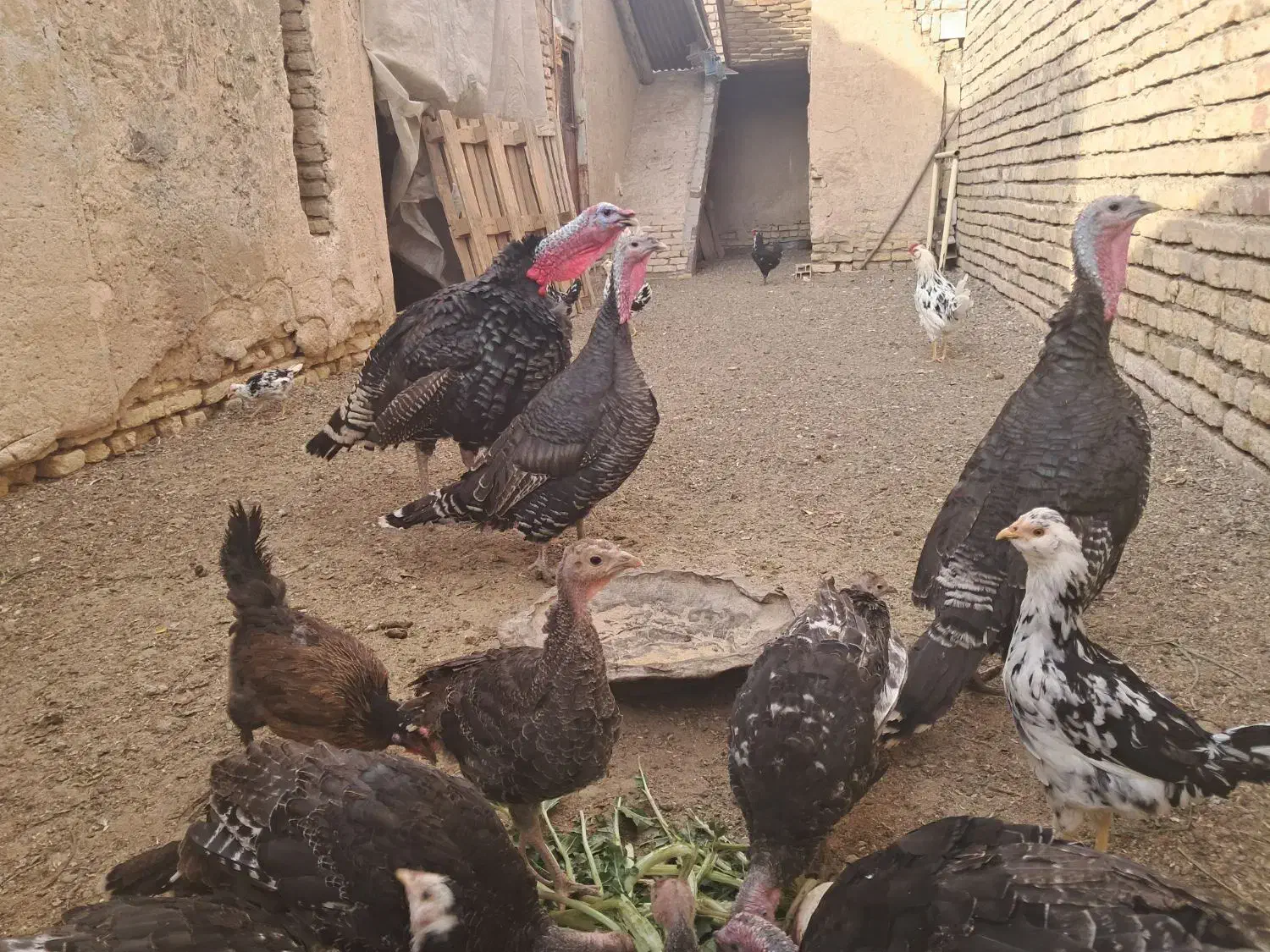 بوقلمون برنزه|حیوانات مزرعه|اصفهان, براآن شمالی|دیوار