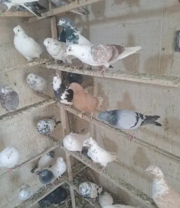 کفترتهرانی چندعددهم تیدی|پرنده|ورامین, خیر آباد|دیوار