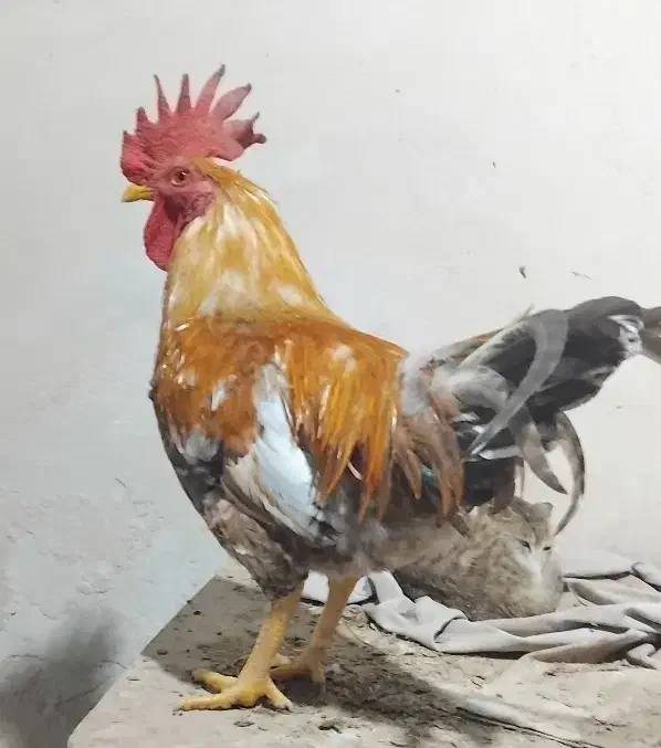 مرغ کرک با خروس|حیوانات مزرعه|شادگان, |دیوار