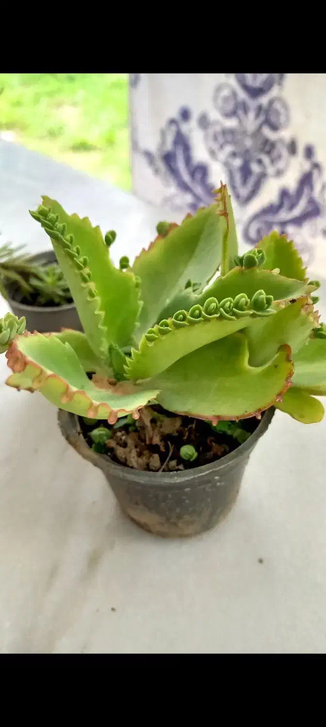 کاکتوس اشک تمساح|گل و گیاه طبیعی|گوراب زرمیخ, |دیوار