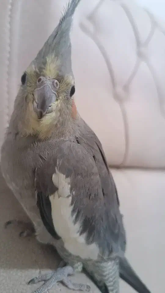 عروس هلندی گمشده|پرنده|تهران, سبلان (لشگر)|دیوار