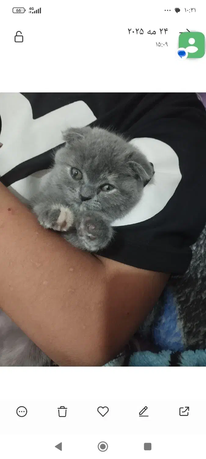 اسکاتلیش دبل فولد هفت ماهه بسیار اروم و مهربان|گربه|تهران, آبشار|دیوار