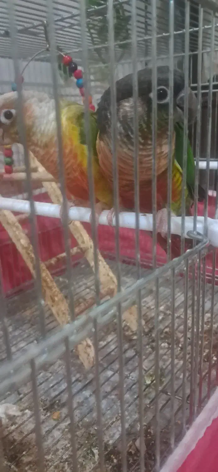 گیرنجیک عروس هلندی|پرنده|خمینی‌شهر, |دیوار