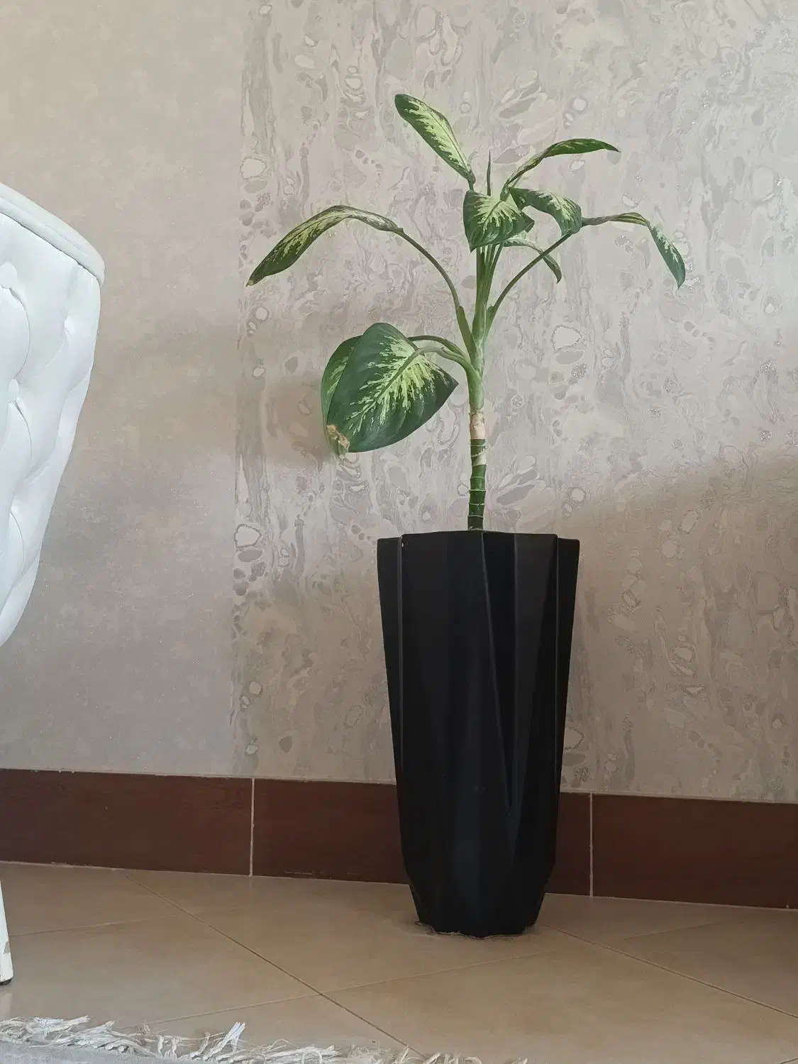 گل دیفن باخیا و گلدان نو ۱تومن|گل و گیاه طبیعی|گنبد کاووس, |دیوار