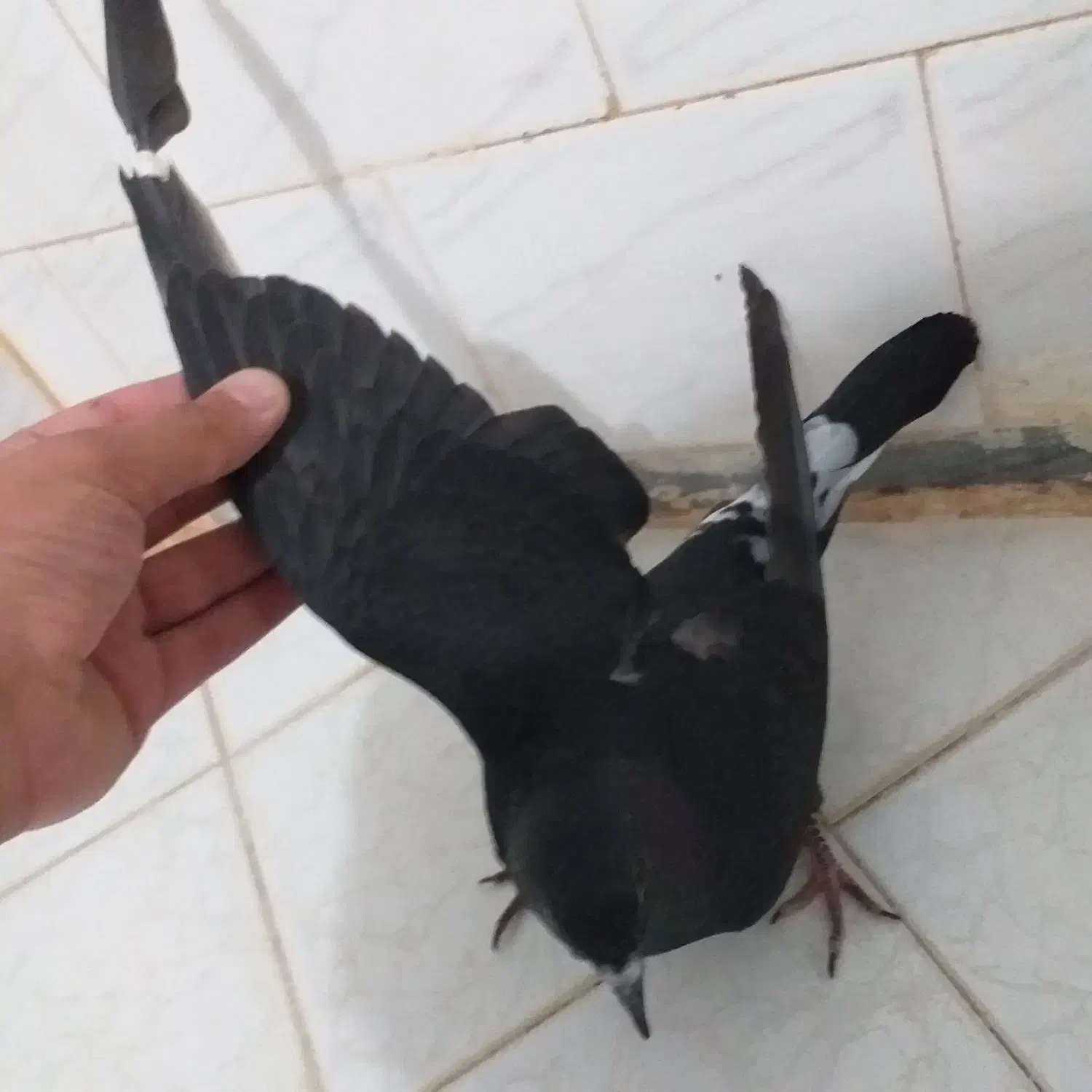 کفتر جوجه است|پرنده|نهاوند, |دیوار