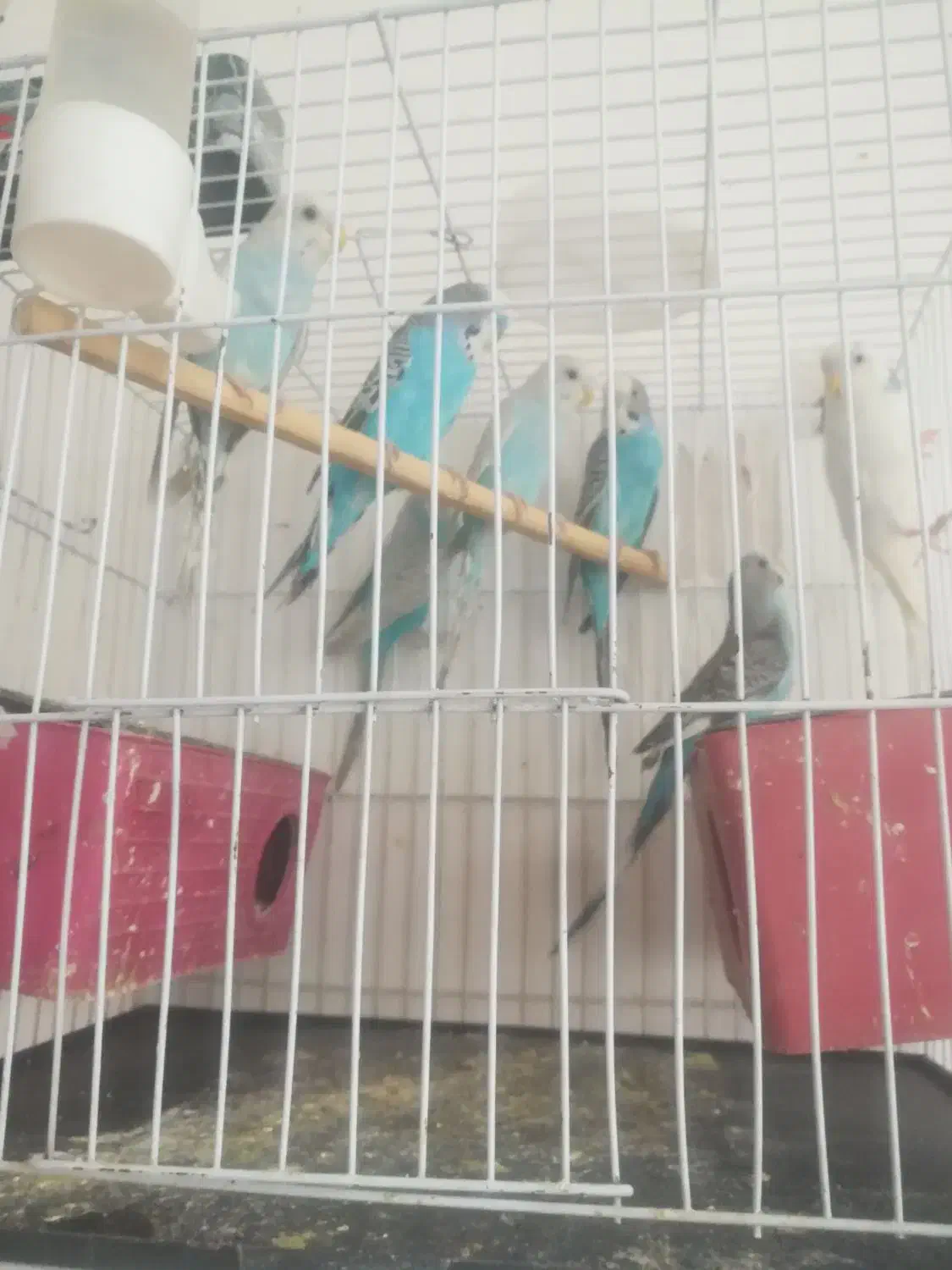 پرنده|پرنده|فردوس (خراسان), |دیوار