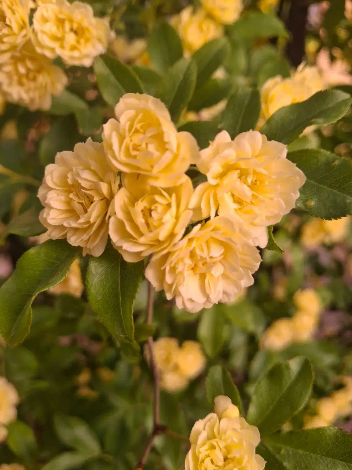 زمین آماده ساخت|فروش زمین و ملک کلنگی|مهدی شهر, |دیوار