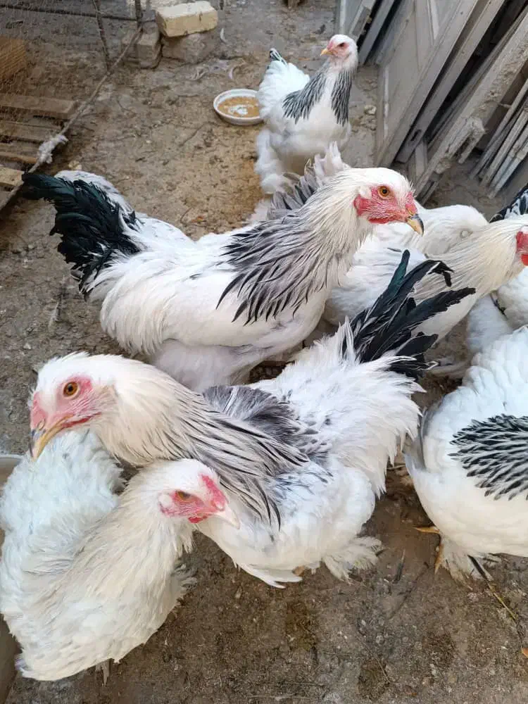 خروس برهما|حیوانات مزرعه|ابریشم, |دیوار