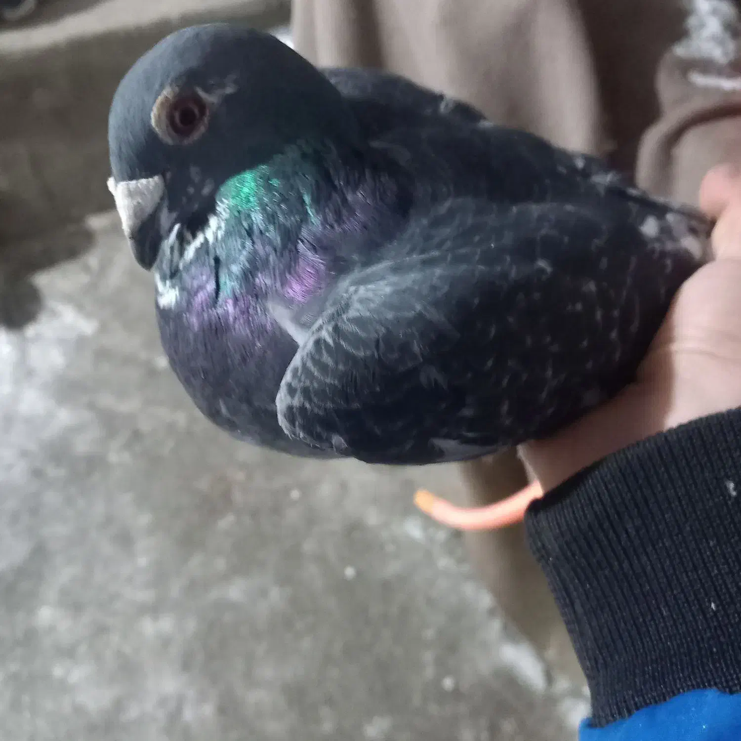 قیمت مقطوع|پرنده|هشترود, |دیوار