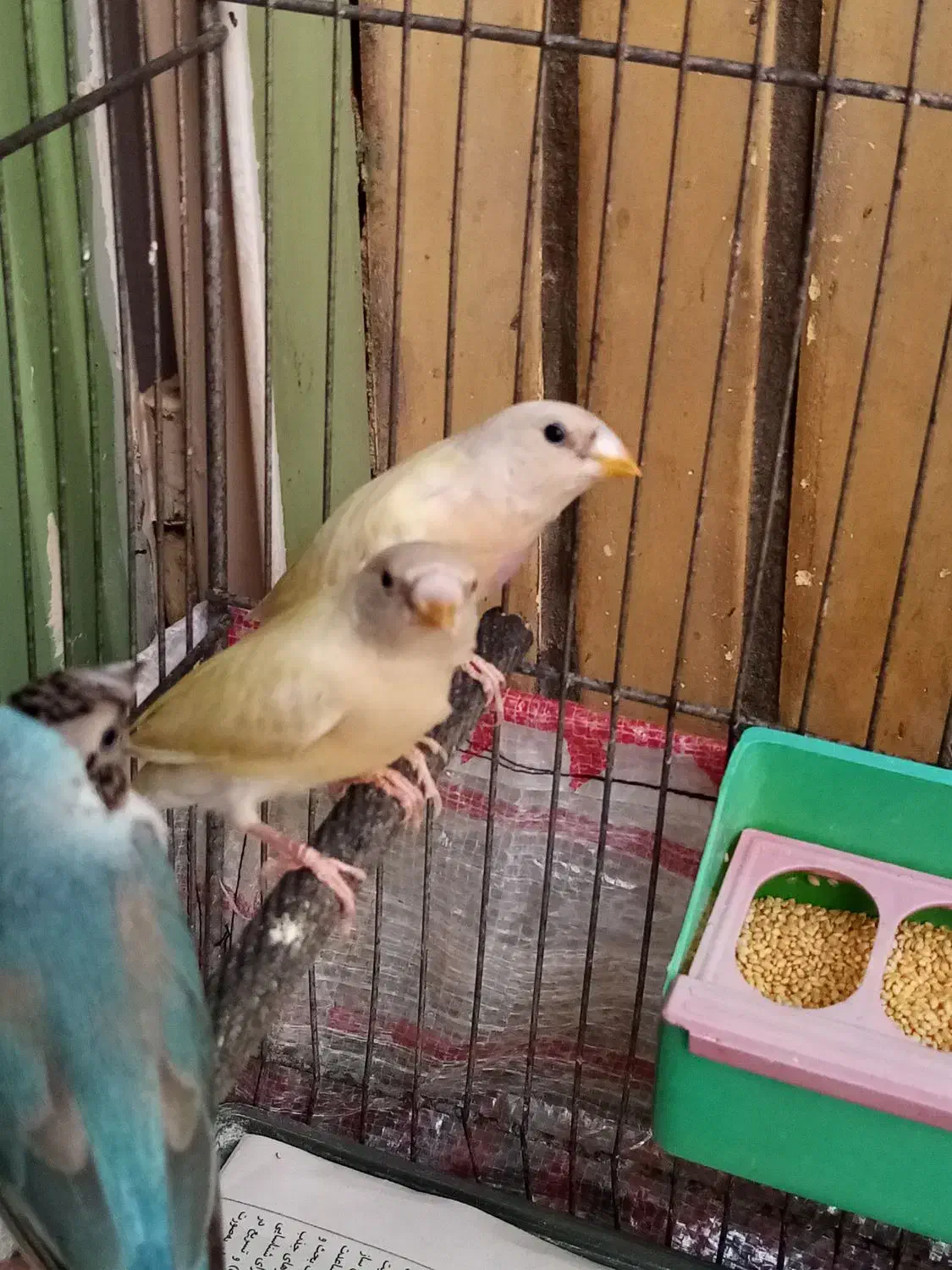 فنچ گلدین|پرنده|کرج, حیدرآباد|دیوار