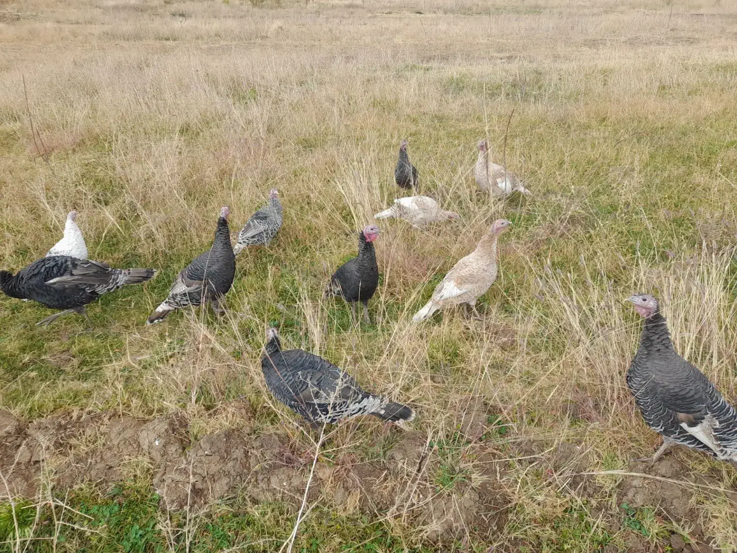 بوقلمون|حیوانات مزرعه|اشترینان, |دیوار