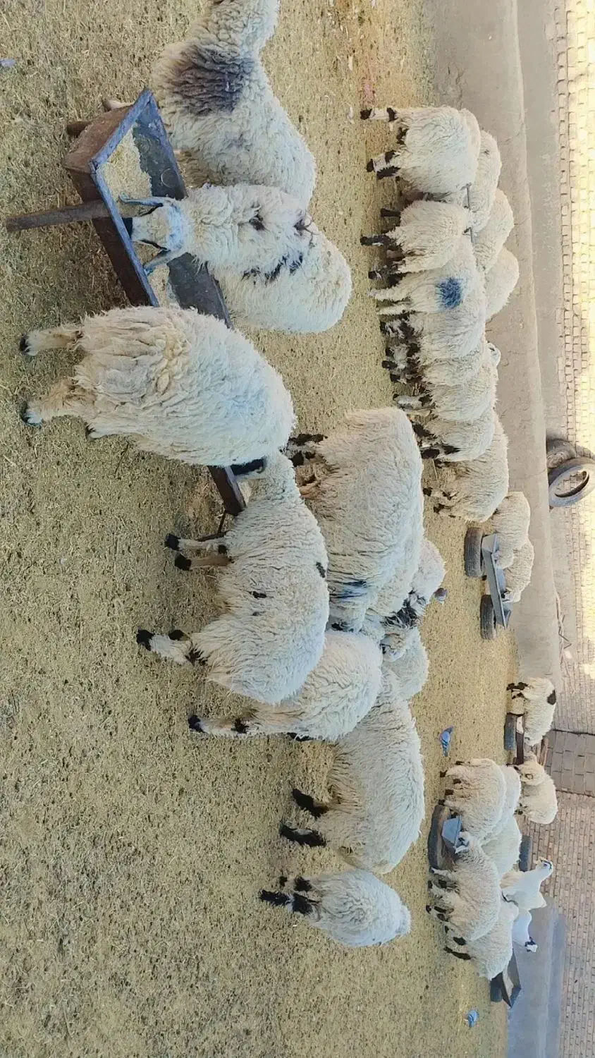 بره پر و چاق|حیوانات مزرعه|کورین, |دیوار