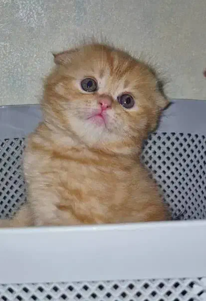 اسکاتیش دبل فولد گارفیلدی|گربه|کرج, باغستان|دیوار