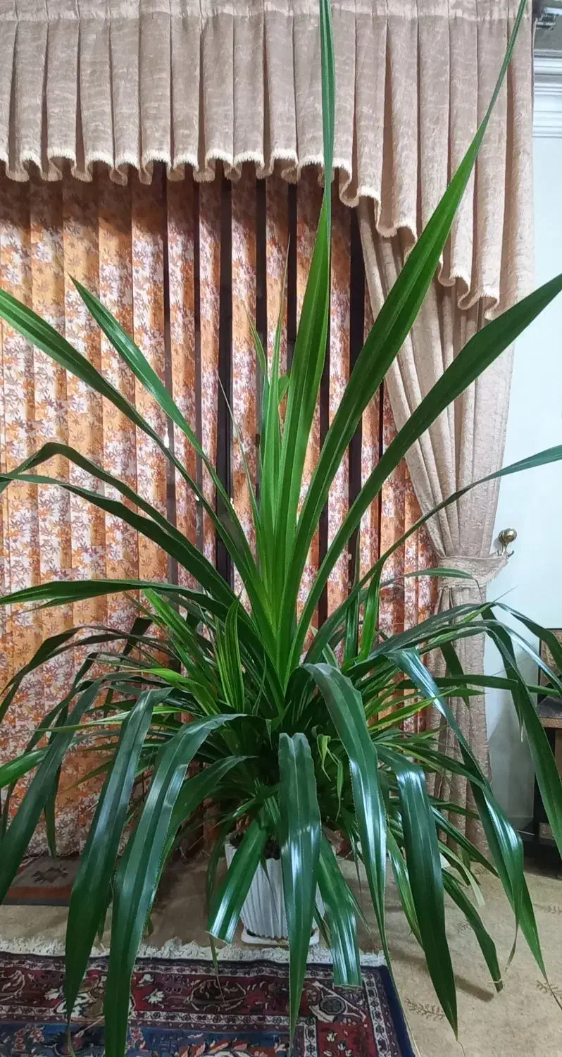 پاندانوس ابلق زیبا مناسب فضاهای بزرگ مانند لابی|گل و گیاه طبیعی|اصفهان, خانه اصفهان|دیوار