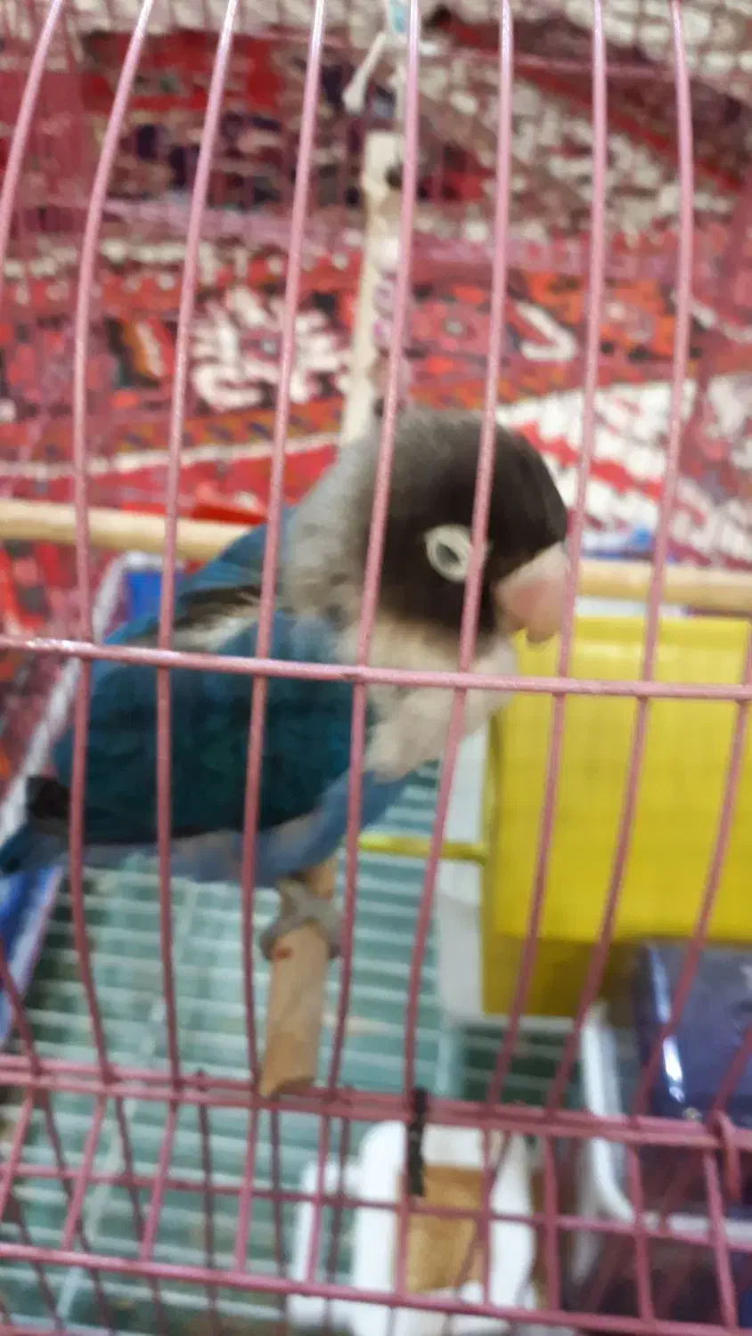 طوطی کوتوله اهلی|پرنده|تبریز, |دیوار