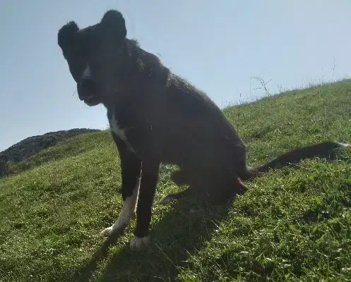 سگ سرابی|سگ|اردبیل, |دیوار