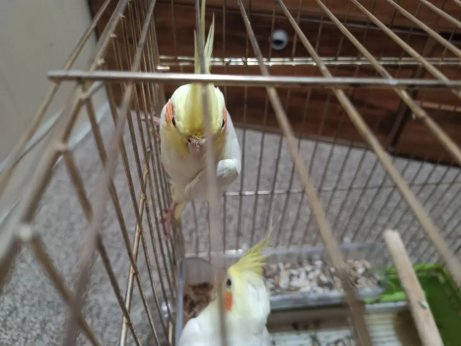 عروس هلندی|پرنده|بندر دیر, |دیوار