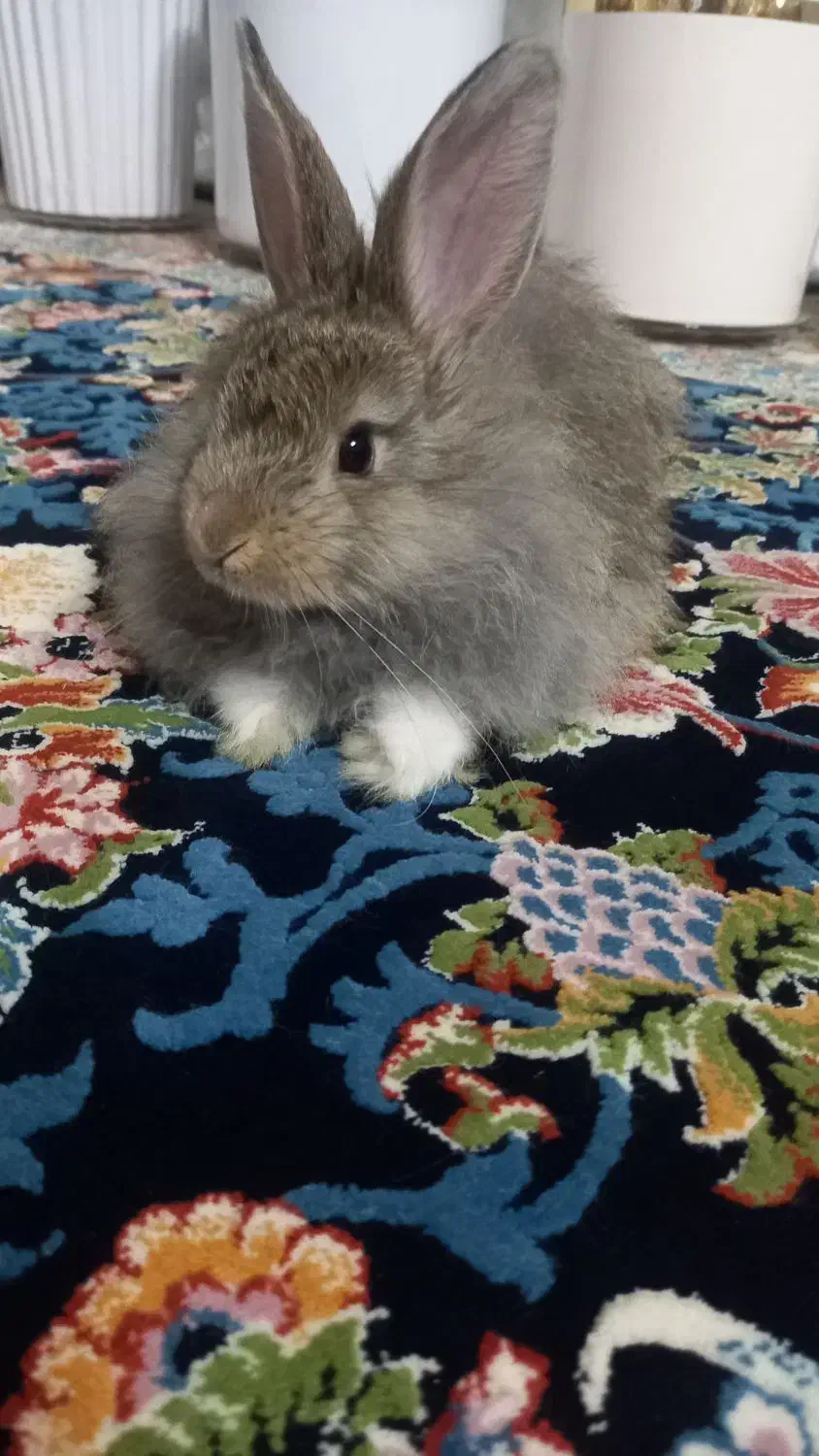 خرگوش کوچک سرحال .|موش و خرگوش|قرچک, زیبا شهر|دیوار