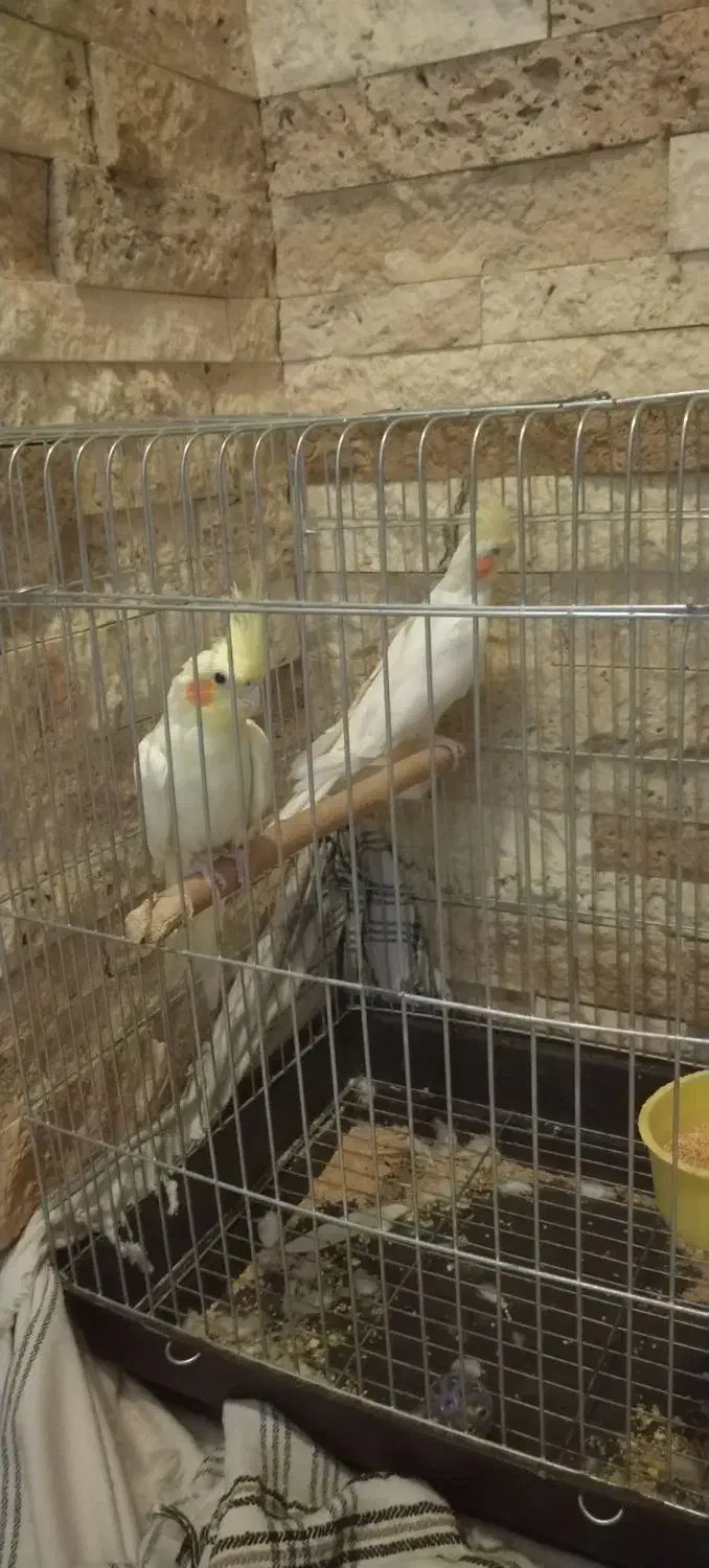 دو عروس هلندی ماده لوتینو|پرنده|تهران, آهنگ|دیوار