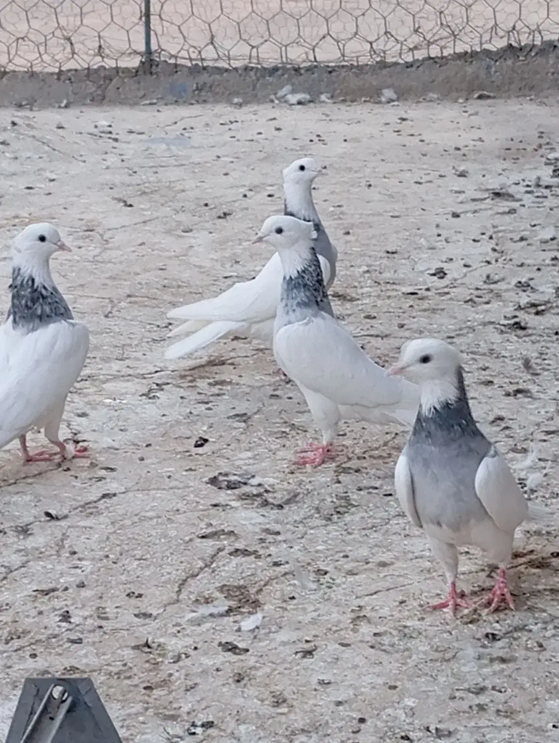 کفتر طوقی|پرنده|ساوه, |دیوار