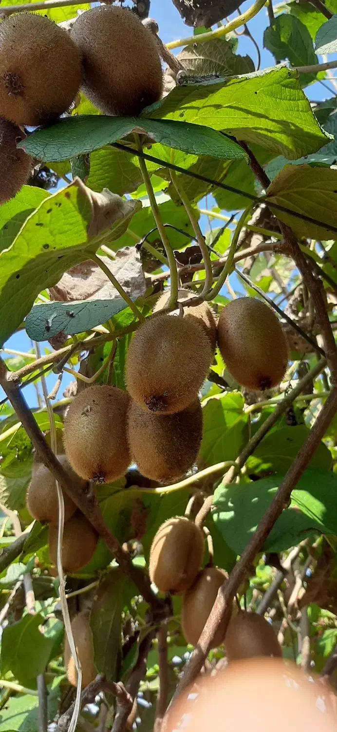 کیوی|عمده‌فروشی|آستانه اشرفیه, |دیوار