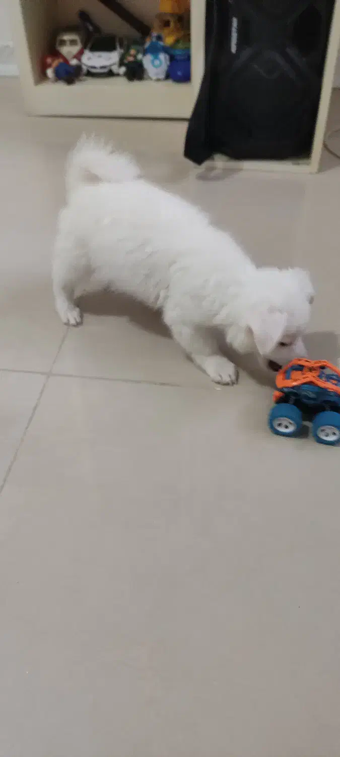 پامرین|سگ|تهران, جنت‌آباد مرکزی|دیوار