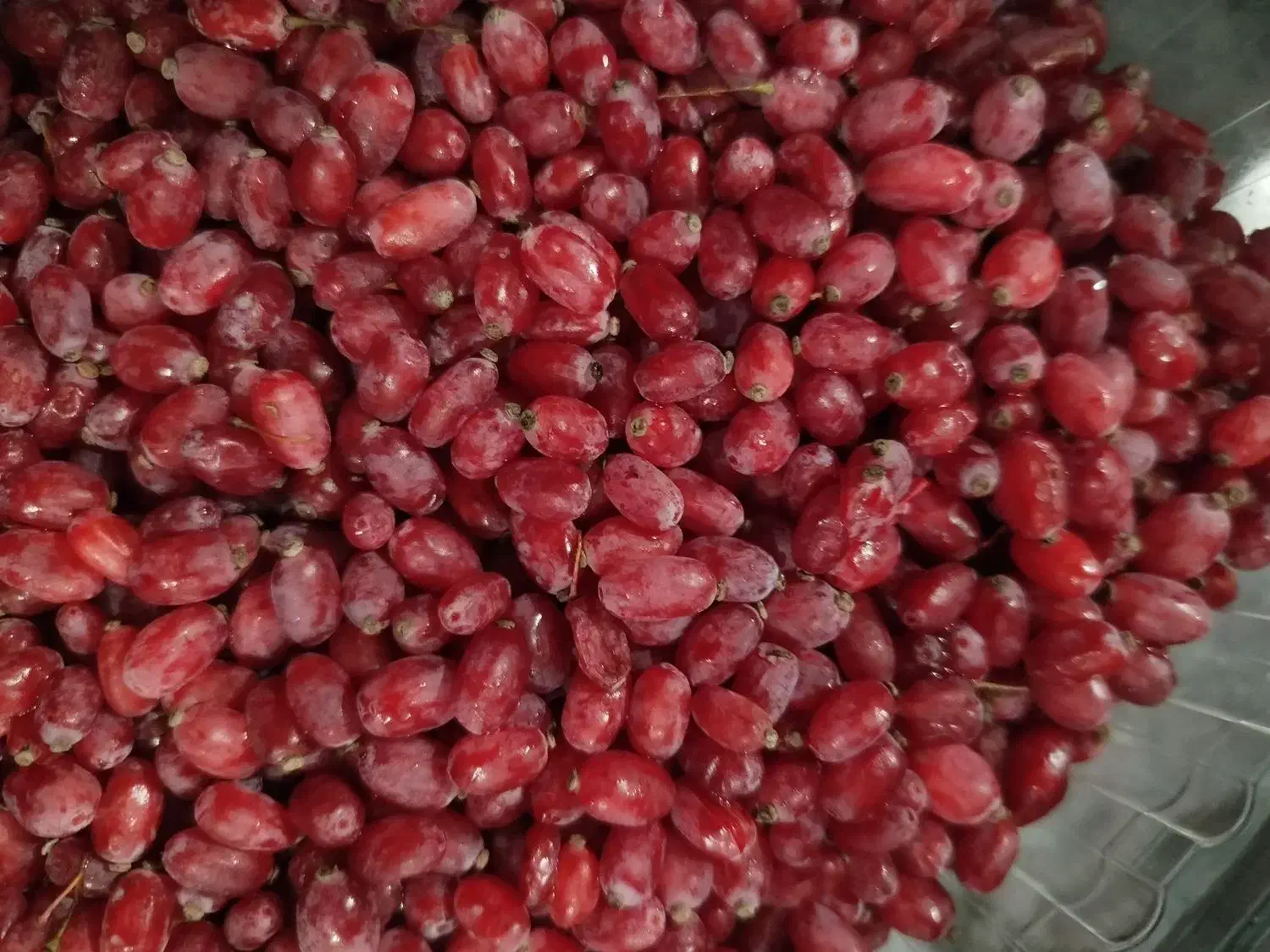 زرشک تازه|عمده‌فروشی|خواف, |دیوار