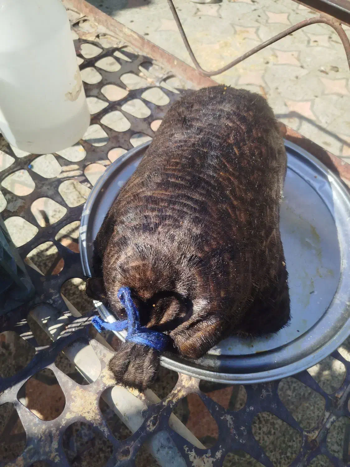 جوجه وخیگ محلی|حیوانات مزرعه|دهدشت, |دیوار