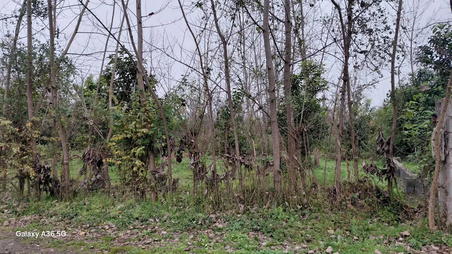 فروش زمین با کاربری مسکونی|فروش زمین و ملک کلنگی|لاهیجان, لیالستان|دیوار