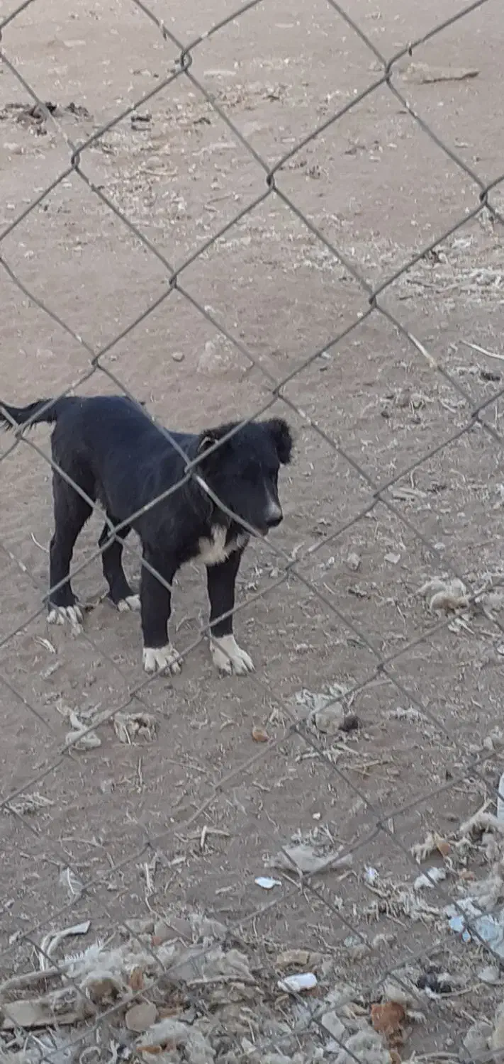 چندتا توله سگ قدریجونی سراب|سگ|فرمهین, |دیوار