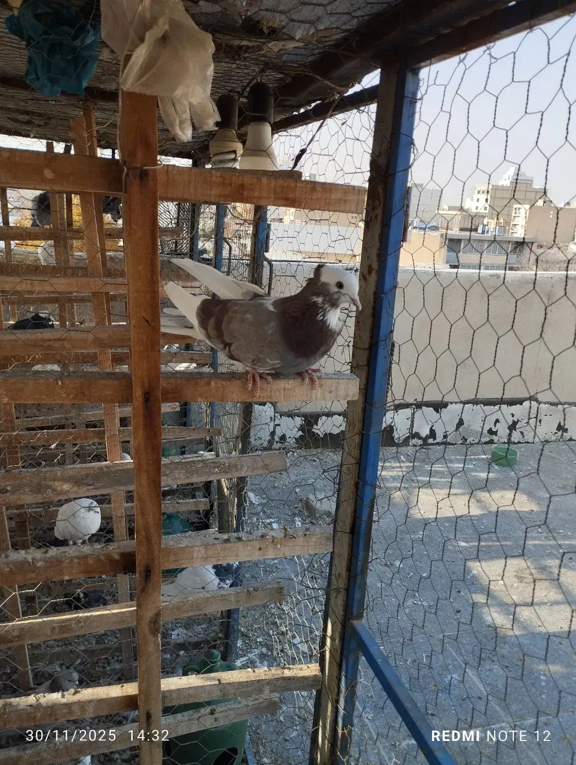 کبوتر ابلغ کاکلی زوردار|پرنده|کنگاور, |دیوار