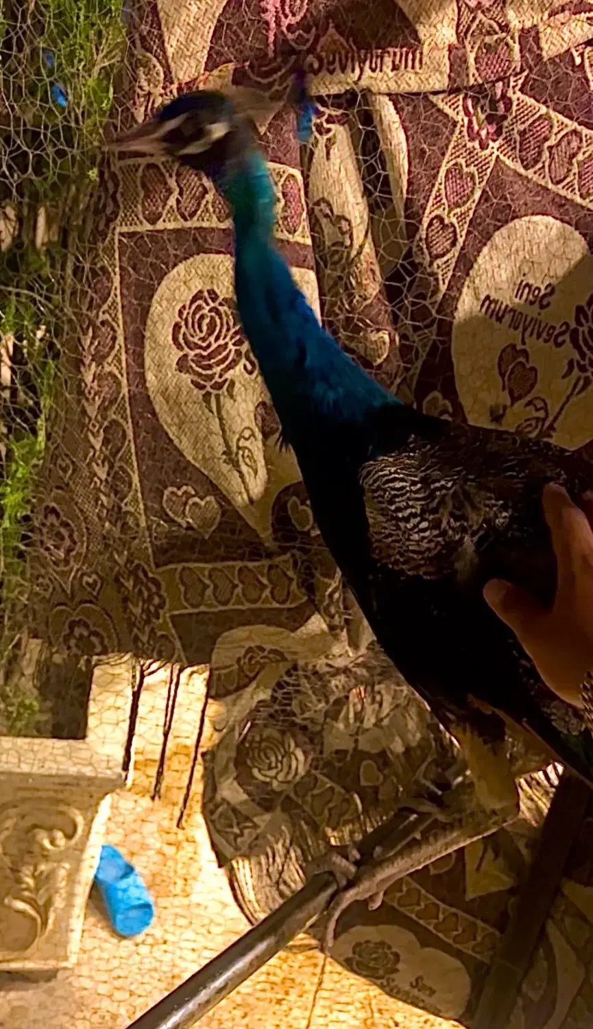 طاووس|پرنده|فردیس, خیام شرقی|دیوار