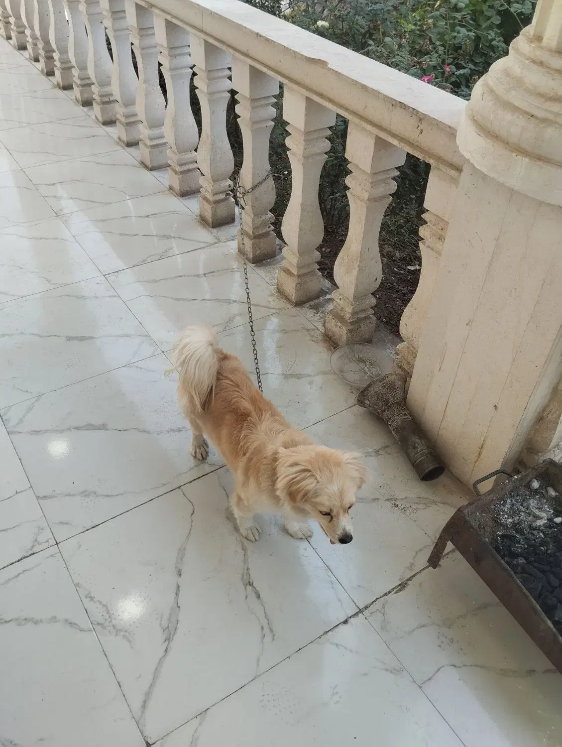 سگ اهلی شناسنامه دار واکسن زده|سگ|دزفول, |دیوار