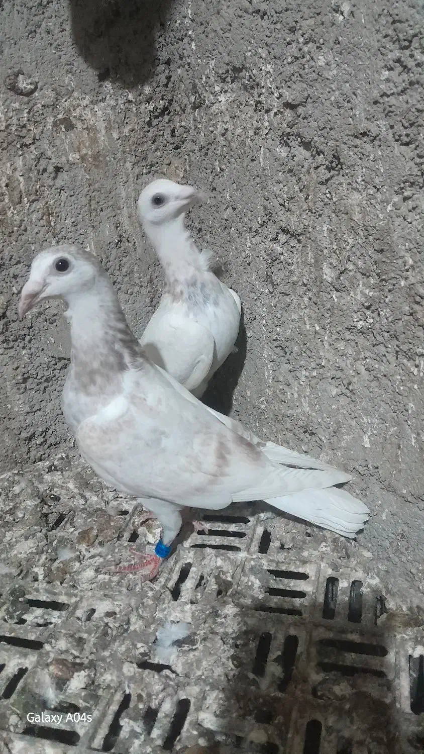 ساراوقون فری|پرنده|گنبد کاووس, |دیوار