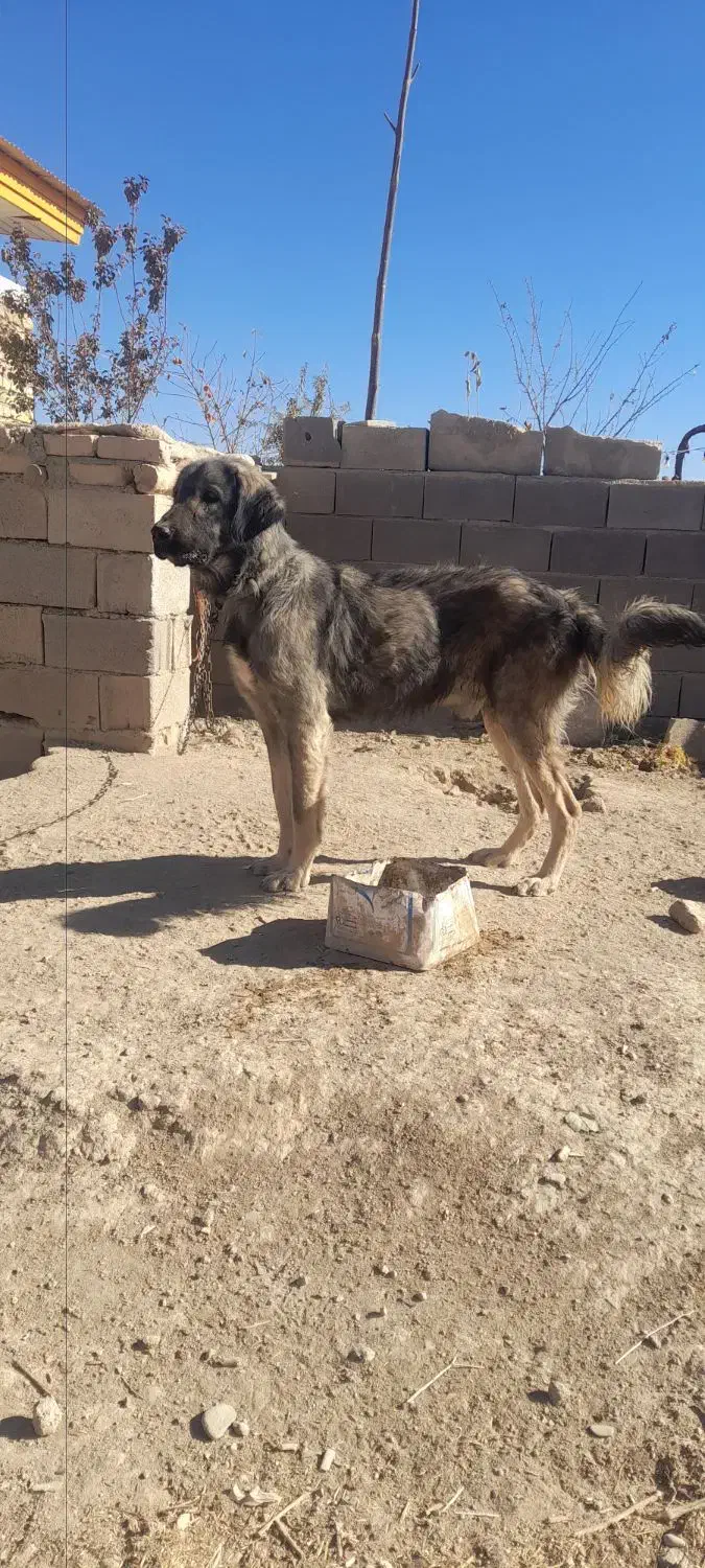 واگذاری سگ|سگ|کبودرآهنگ, |دیوار