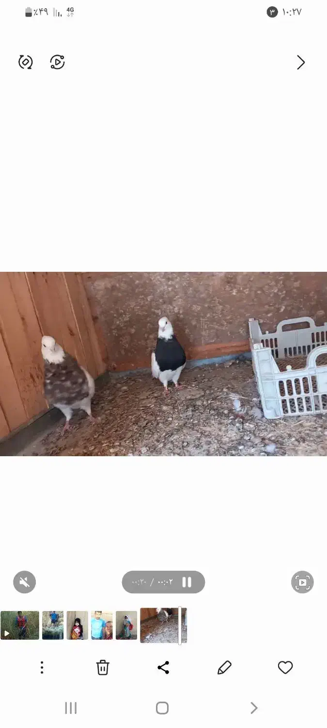 فروش جفت طوقی|پرنده|لامرد, |دیوار