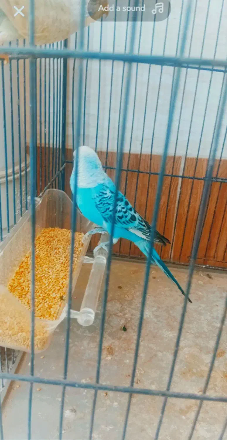 مرغ عشق|پرنده|دوگنبدان, |دیوار