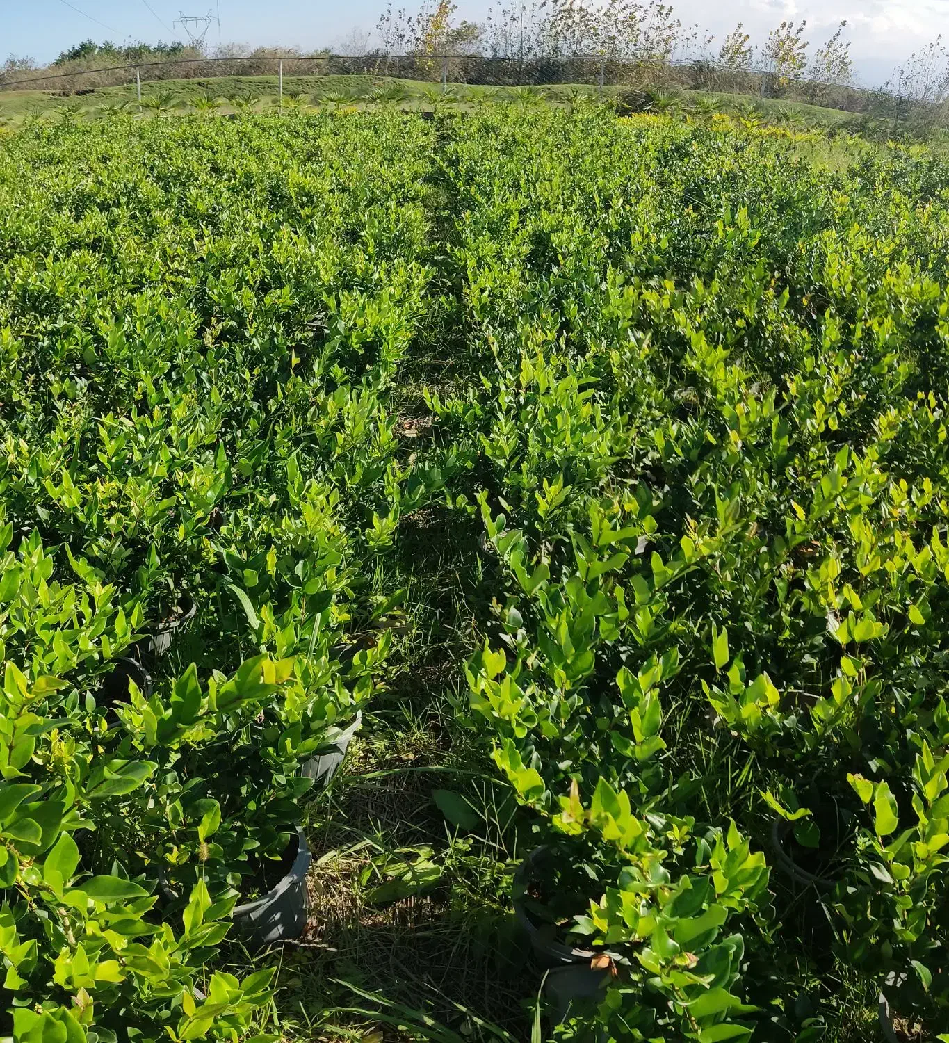 فروش یاس هلندی و کامیس زعفرانی|گل و گیاه طبیعی|خرمآباد (تنکابن), |دیوار