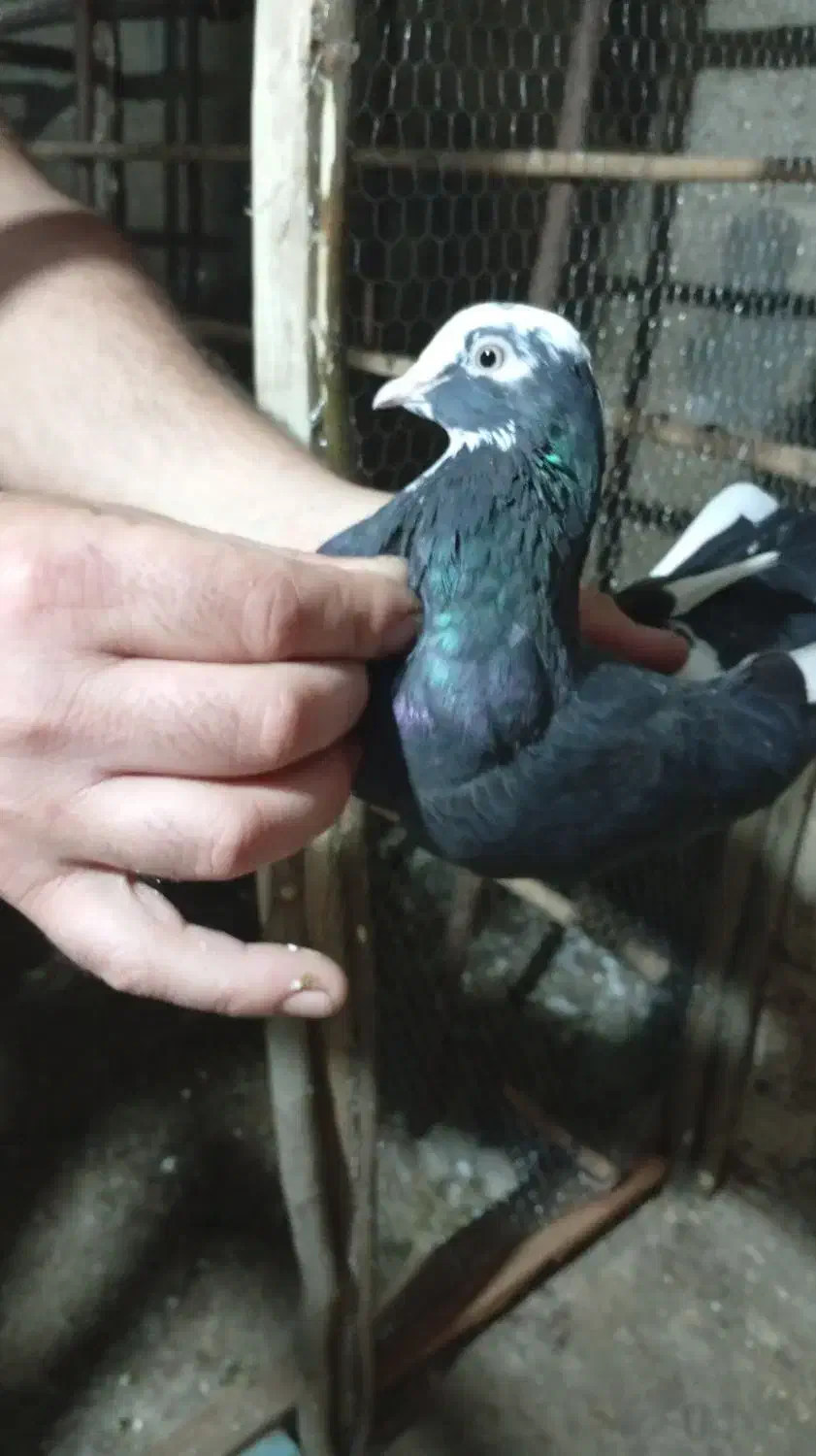 کبوتر یا کفتر|پرنده|رشت, پسیخان|دیوار