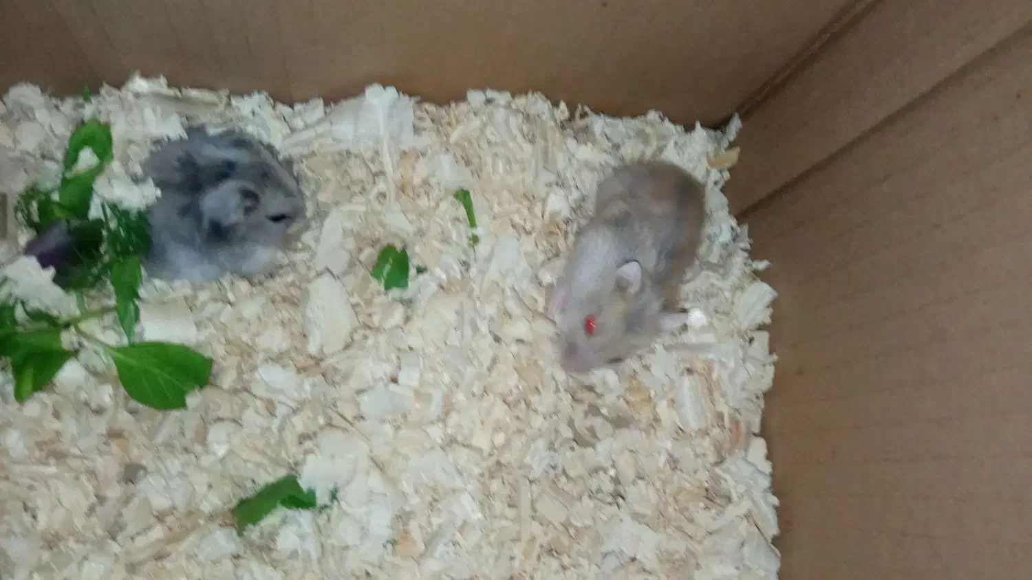 همستر کمپل|موش و خرگوش|اسلامشهر, مظفریه|دیوار