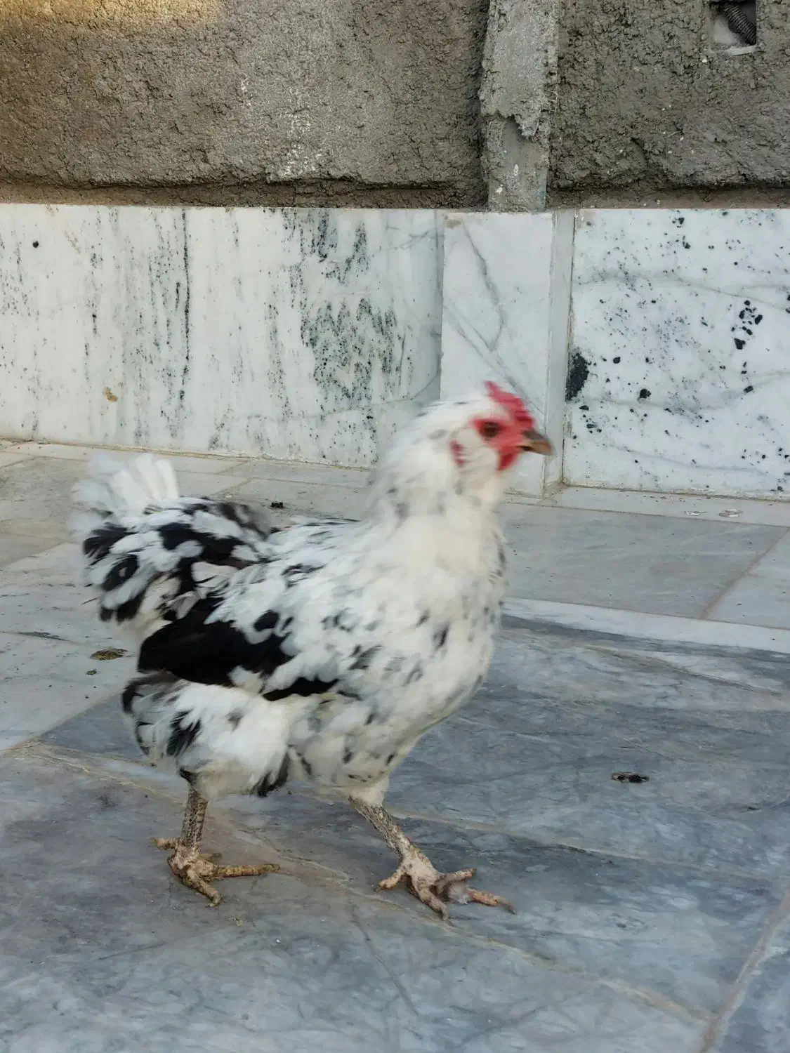 مرغ خانگی .گلین،ایام سمانی|حیوانات مزرعه|مشهد, امیر المومنین|دیوار