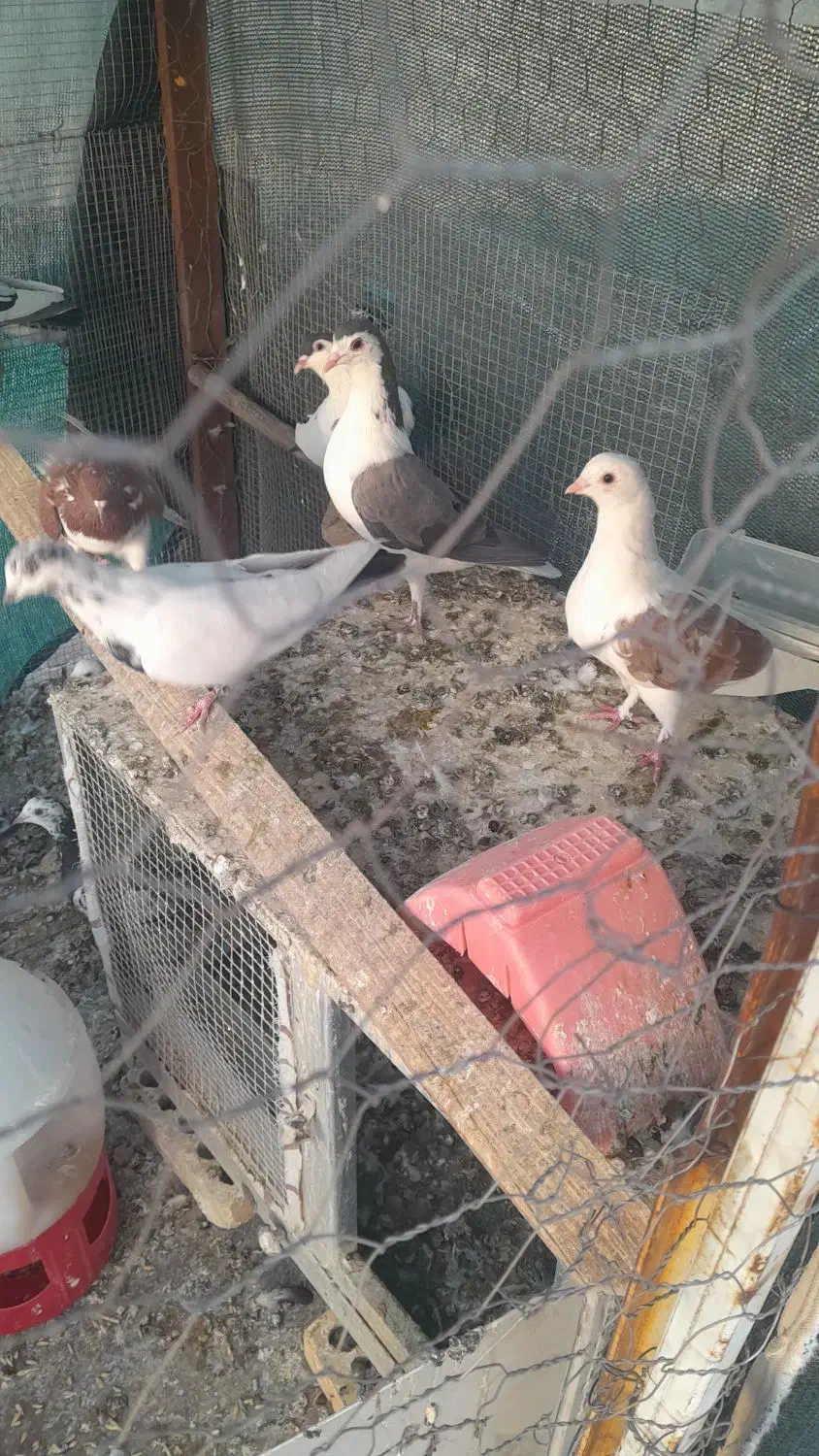 کبوتر فروشی|پرنده|اصفهان, شهرک صنعتی جی|دیوار