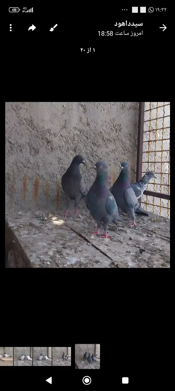 کفتر پاکستانی تیدی|پرنده|کهنوج, |دیوار