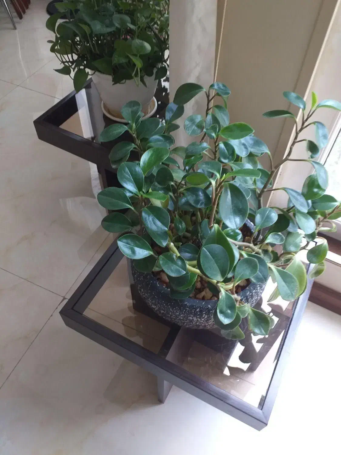 خانم جوان لحاظ امورمنزل قیطریه|استخدام سرایداری و نظافت|تهران, قیطریه|دیوار