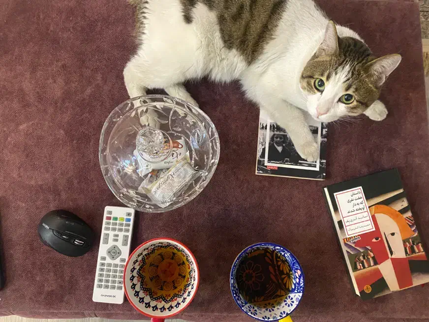 واگذاری گربه شناسنامه واکسن سالم باهوش|گربه|اصفهان, کشاورزی|دیوار